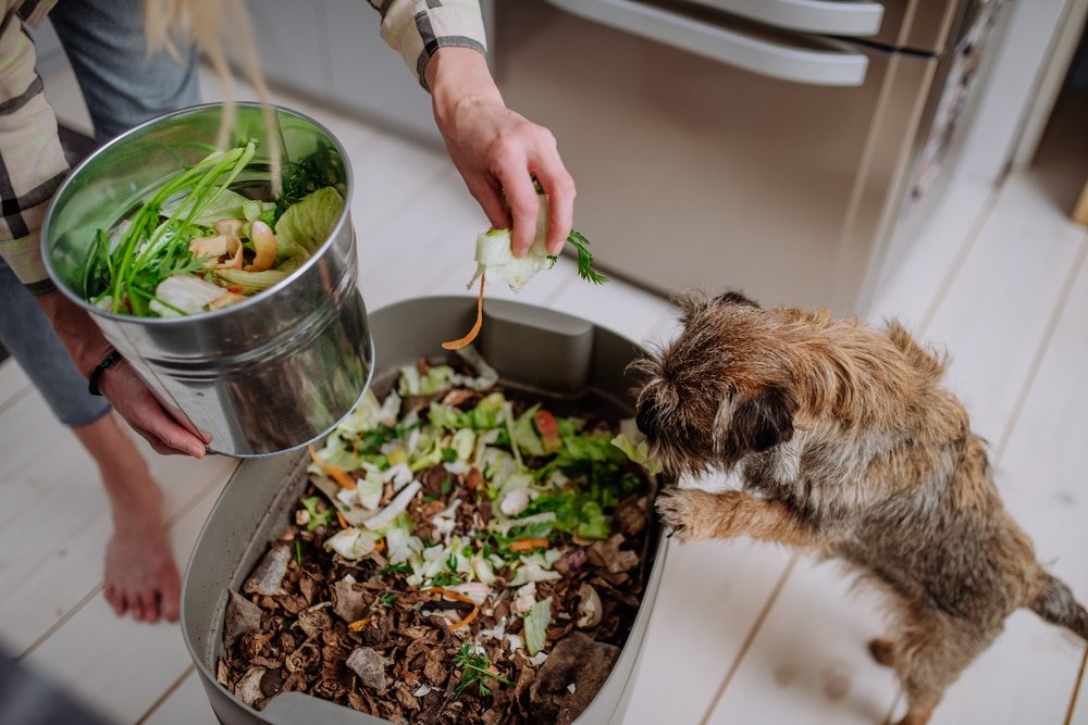 How to Prevent Maggots in Kitchen Compost Bins