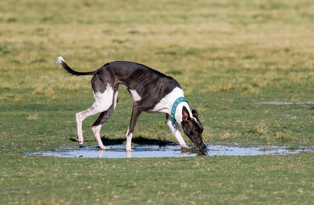 can fly killers harm dogs