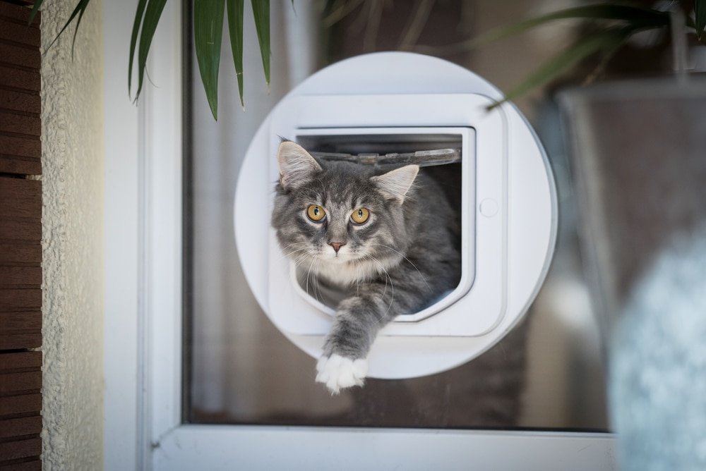 do microchip cat flaps need batteries
