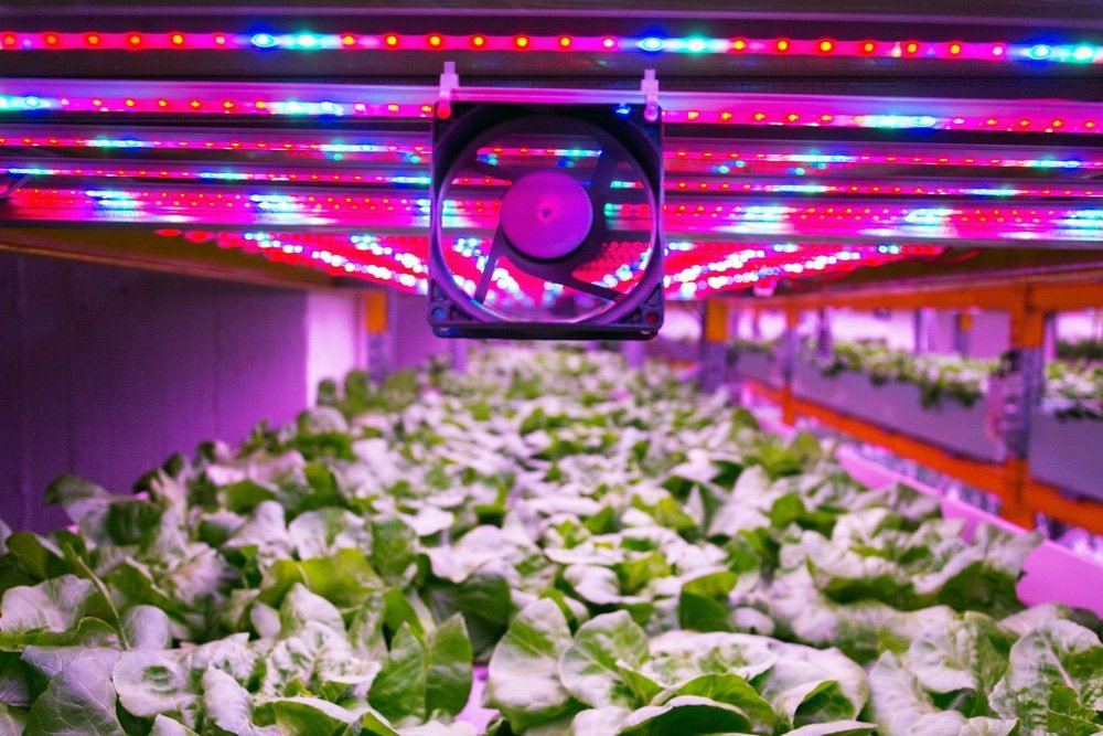 how many led grow lights do i need