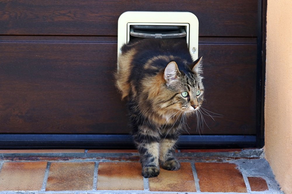 how much does it cost to fit a cat flap in the UK