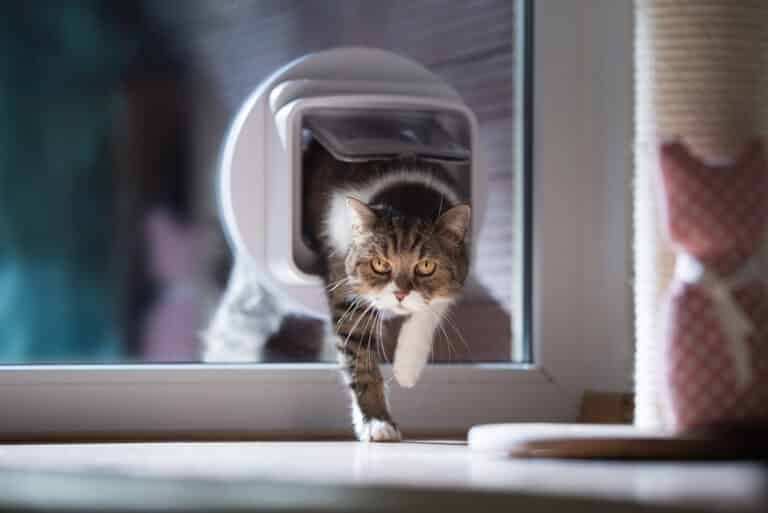 How to Program a Microchip Cat Flap