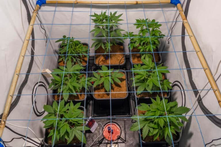 Grow Like a Pro: How to Set Up a Grow Tent with LED Lights