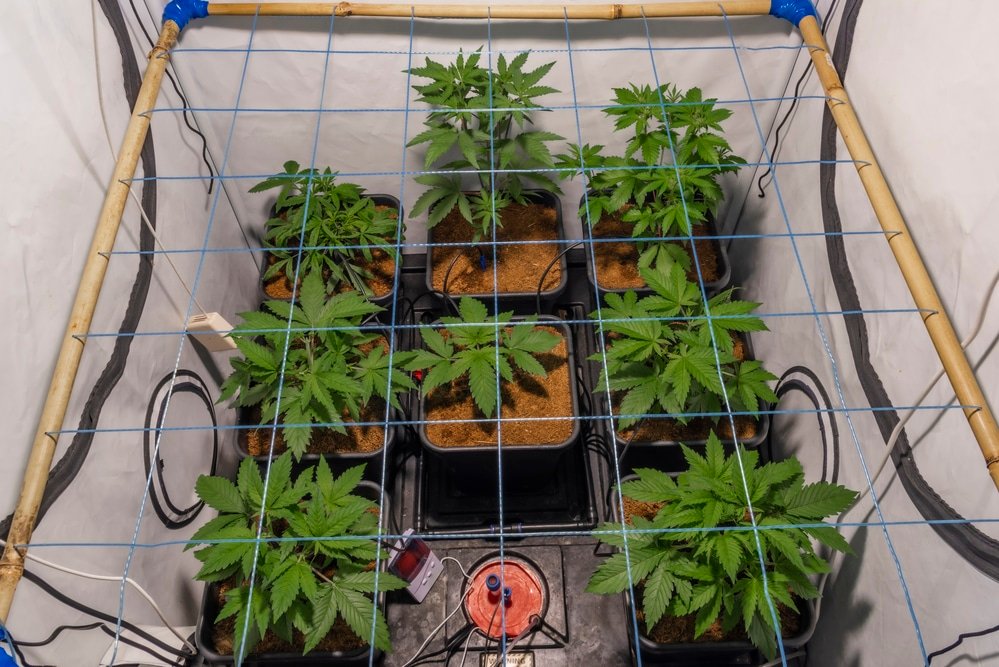 how to set up a grow tent with led lights