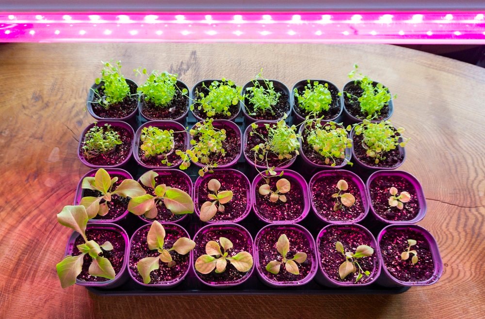 led grow lights vs sunlight