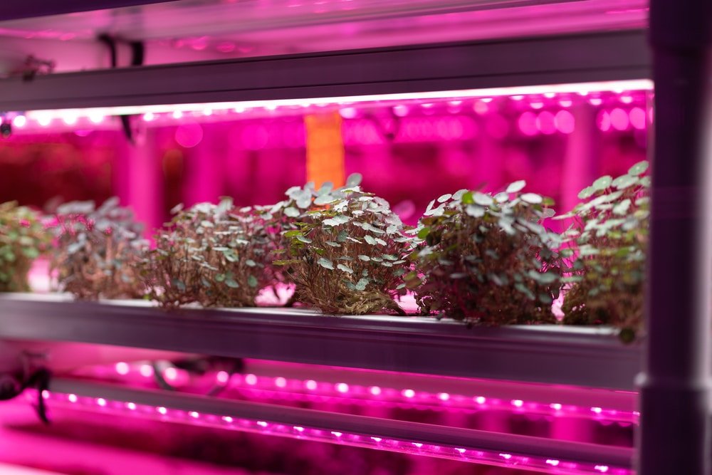 what are full spectrum led grow lights