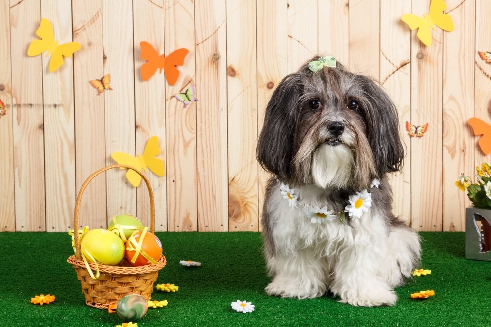 what happens if a dog urinates on artificial grass