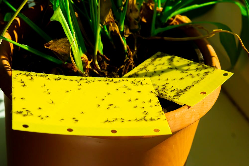 what is a natural fly killer