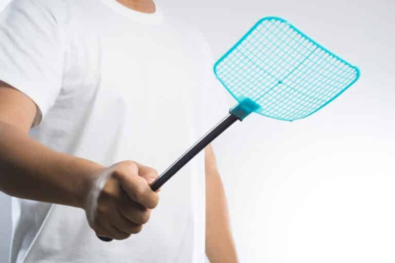 What Is the Fastest Way to Kill Flies? Here Are 4 Solutions