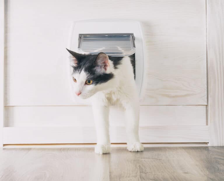 Uncovering the Mystery: Who Invented the Cat Flap?
