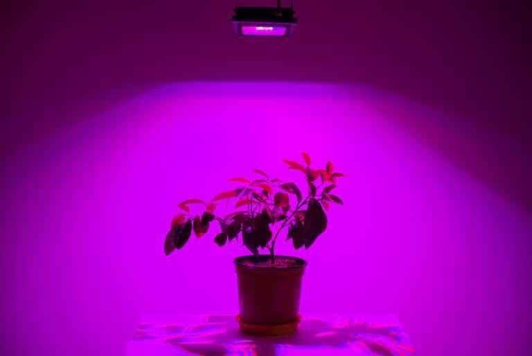 Unveiling the Mystery: Why Are LED Grow Lights Purple?