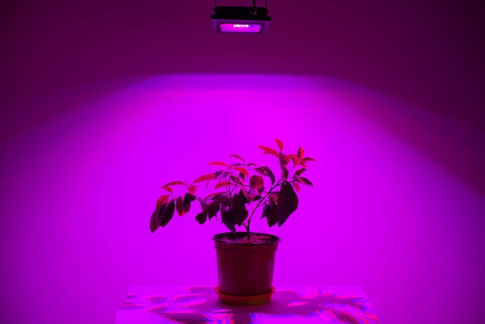 why are led grow lights purple