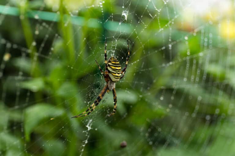 Will Fly Killers Kill Spiders? Find Out Here!