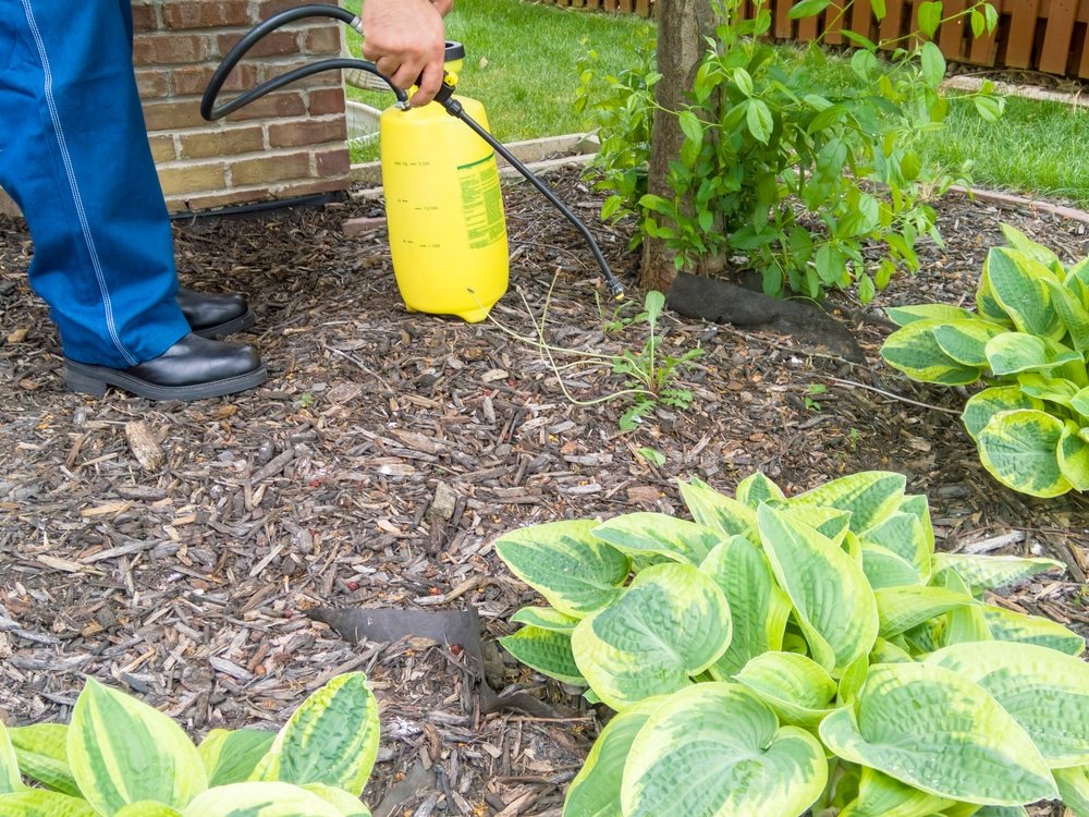 How Long After Using Weed Killer Can You Plant