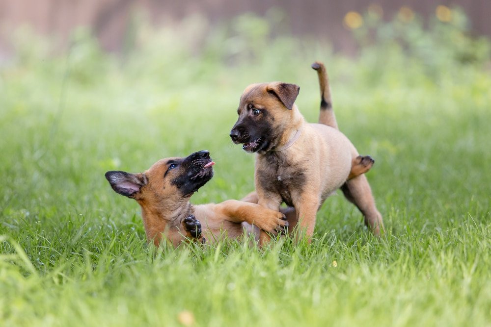 How Long to Keep Dogs Off Grass After Using Weed Killer