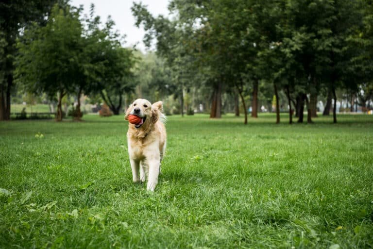 Is Lawn Feed Safe for Dogs? Uncover the Truth!