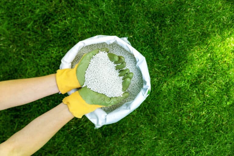 What Does Lawn Feed Do? Discover the Benefits
