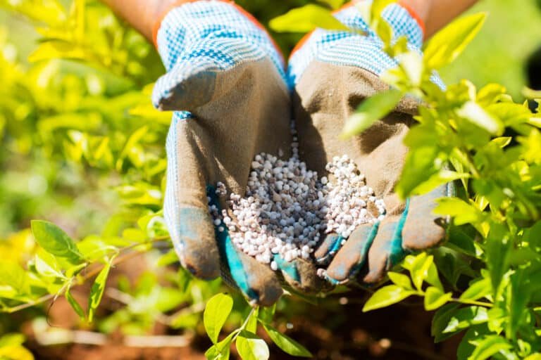 What Is the Difference Between Autumn and Spring Lawn Feed?
