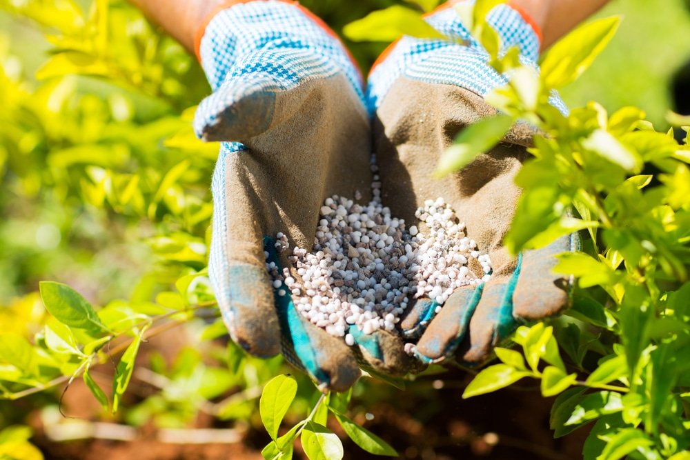 What Is the Difference Between Autumn and Spring Lawn Feed