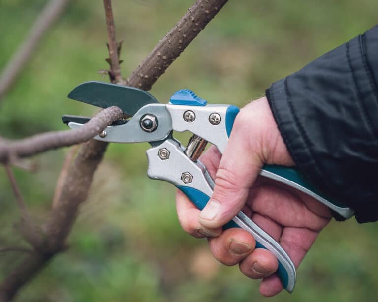 What Is the Difference Between Shears and Secateurs?