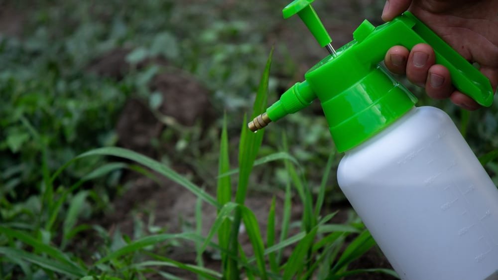 Why Do Weed Killers Not Kill Grass