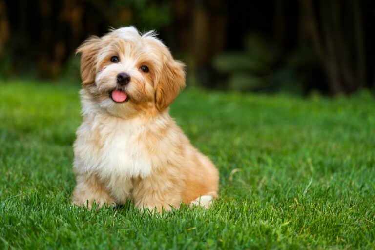 Do Cat Repellents Affect Dogs Too? Find Out Now!