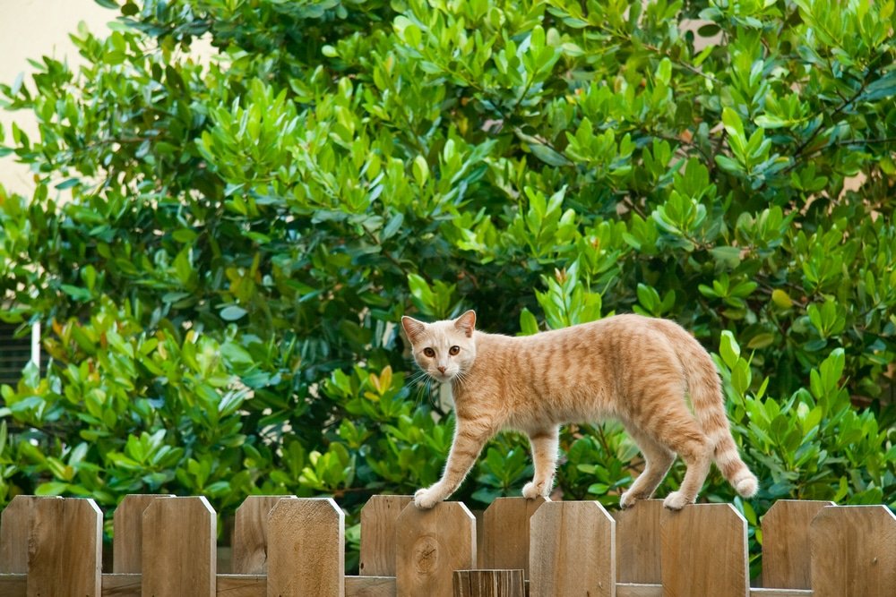 do ultrasonic cat repellents work