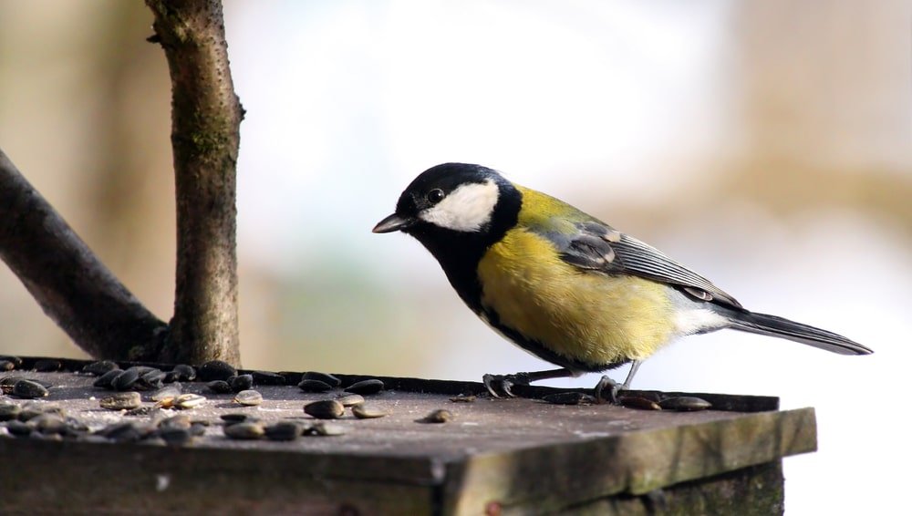how to stop cats from hunting around bird tables