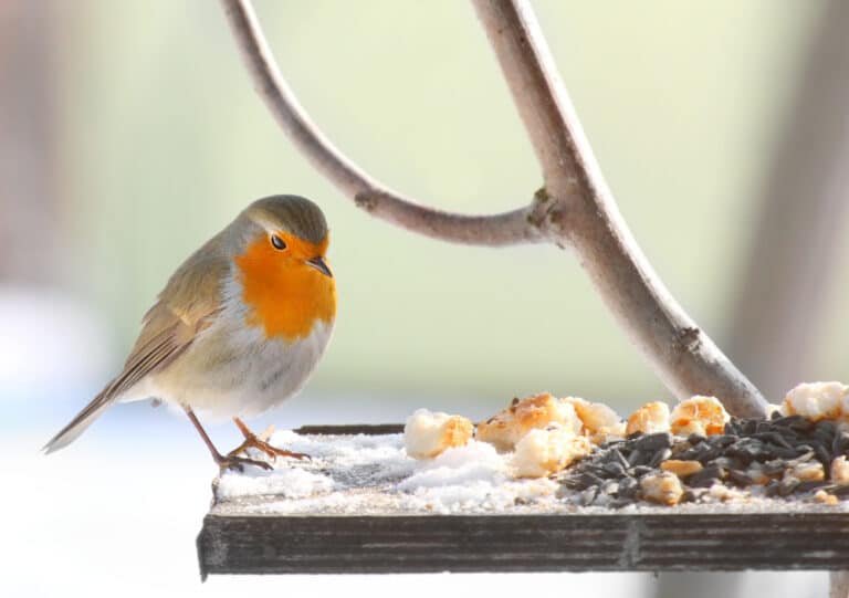 How to Stop Rats from Climbing Bird Tables: A Guide