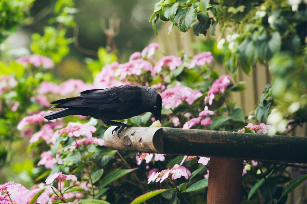 where to put bird tables