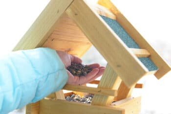 Adding sunflower seeds to bird feeders