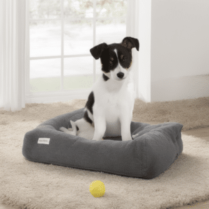 Dog sitting on a memory foam pillow