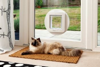 a feline pet resting