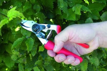 pruning with shears