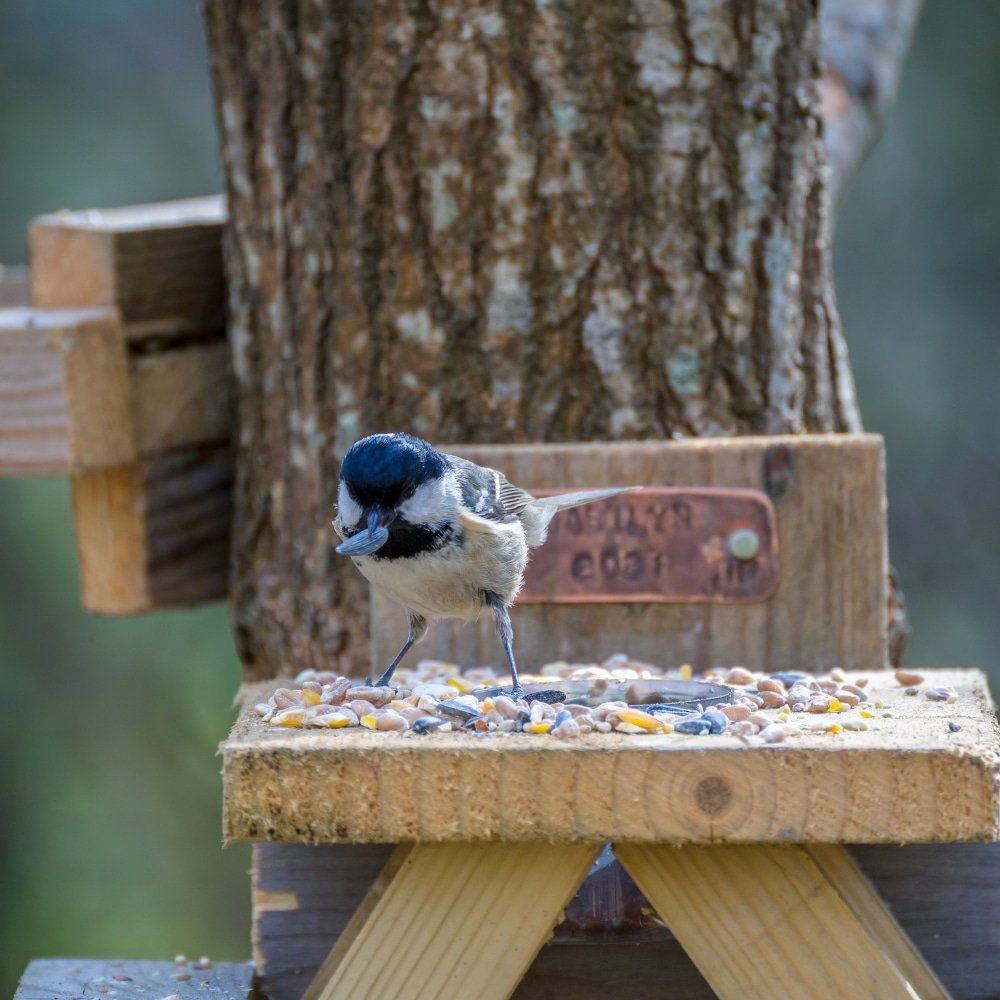 a coal tit with a seed in its beak