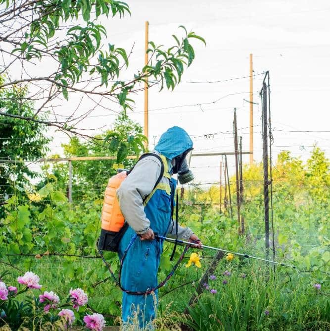 a farmer spraying plants in the garden