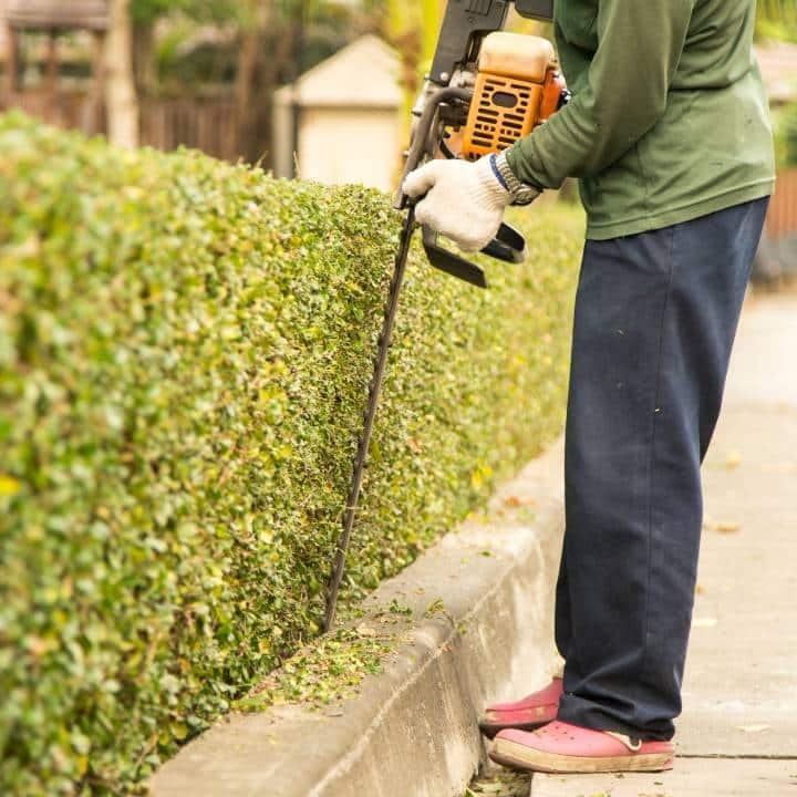 a gardener trimming branches