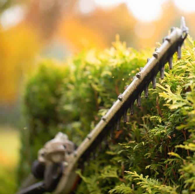 cutting branches using a gasoline hedge trimmer