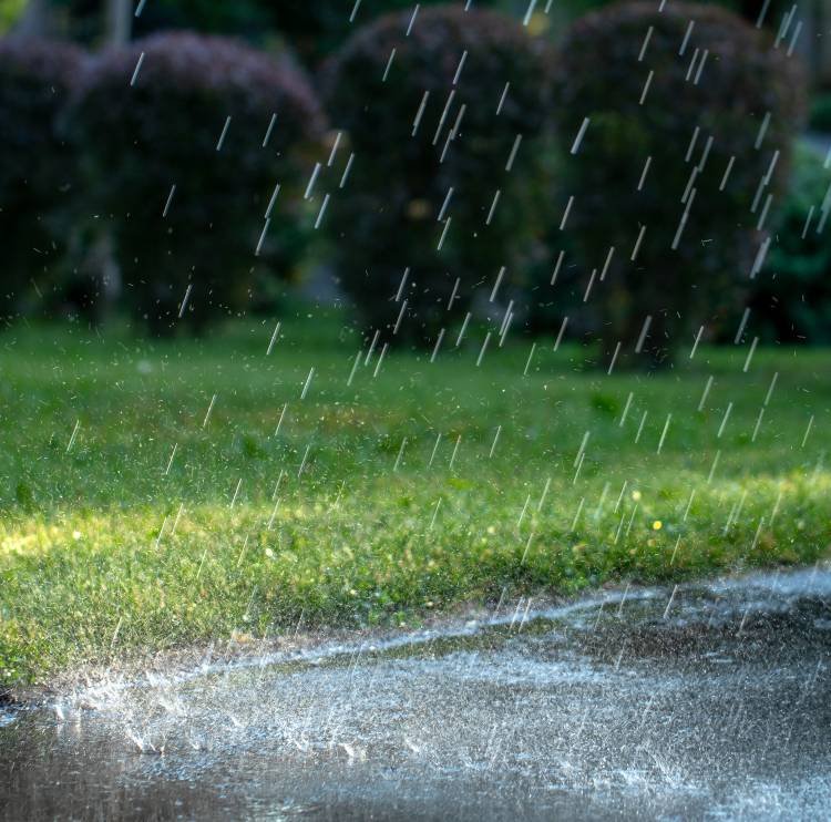 rain in the garden